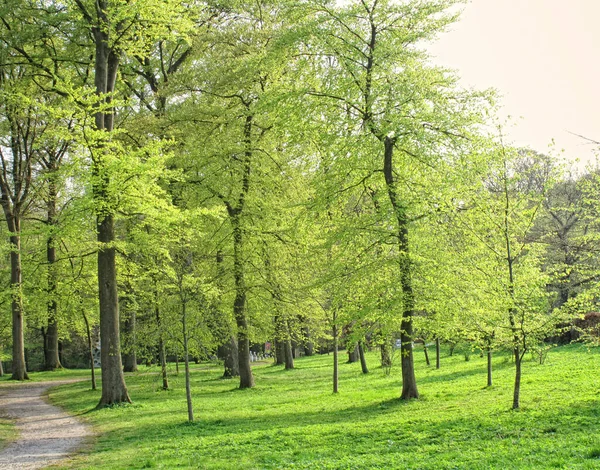 Green Forest Park Springtime Tall Tree Trunks Garden Pathway Walking Stock Picture