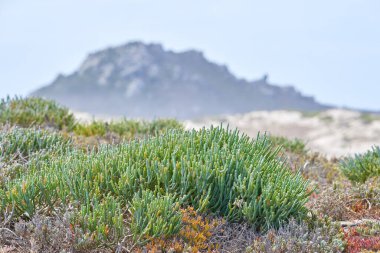 View of fynbos with the mountain in the background in Cape Town, South Africa. Closeup of scenic landscape environment with fine bush indigenous succulent plants growing in a nature reserve. clipart