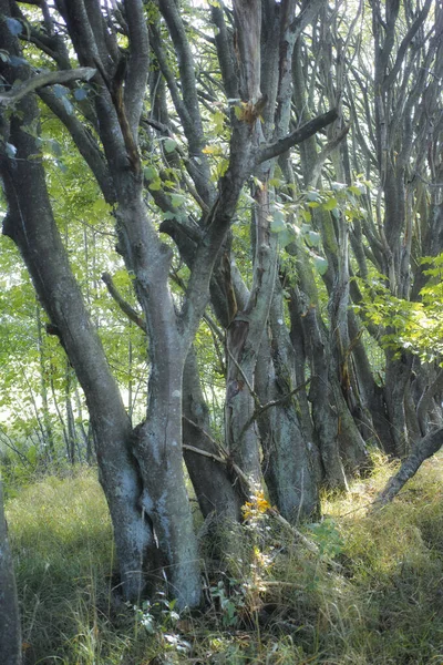 Tall Trees Wild Forest Summer Wilderness Landscape Various Green Vegetation — Foto Stock