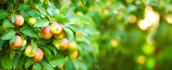 Closeup Apples Growing Tree Sustainable Orchard Sunny Day Outdoors Juicy — Fotografia de Stock