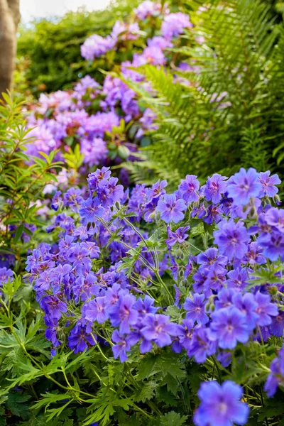 Ein Kranichschnabel Blüht Garten Der Mittagssonne Ein Strauß Schöner Delicate — Stockfoto