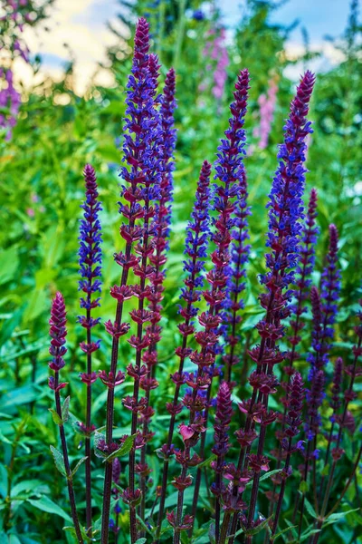Крупним Планом Квіти Фоксгольдів Розквітнуть Парку Природі Багато Цифрових Пурпурових — стокове фото