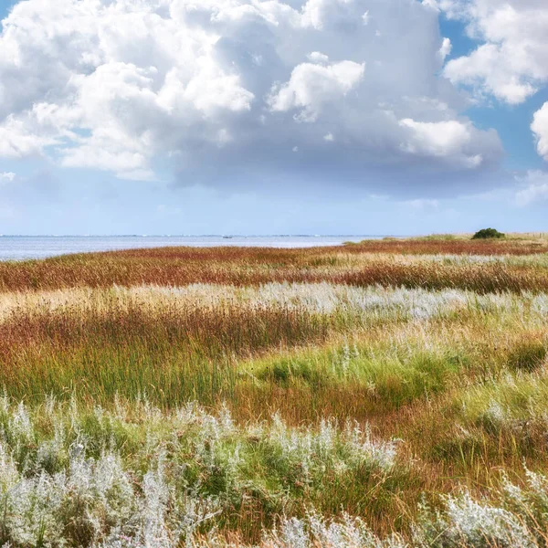 Beautiful Scenic Landscape View Lush Green Grassy Meadow White Fluffy —  Fotos de Stock