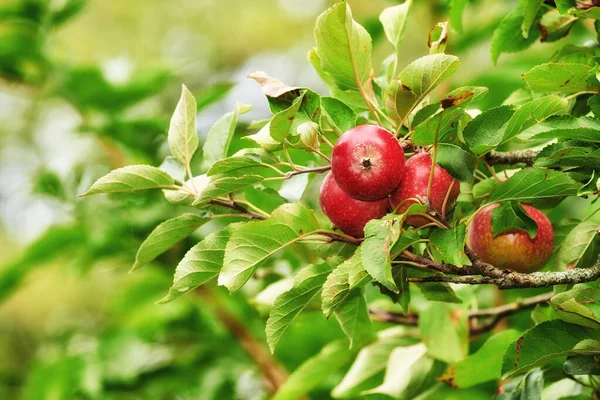 Copy Space Red Apples Growing Trees Orchard Outdoors Closeup Fresh —  Fotos de Stock