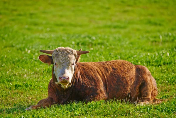 Una Mucca Hereford Seduta Sola Pascolo Agricolo Animale Peloso Isolato — Foto Stock