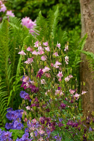 Krzak Kolumbijskich Kwiatów Ogrodzie Zewn Trz Kopiuj Cym Pokojem Zbliżenie — Zdjęcie stockowe