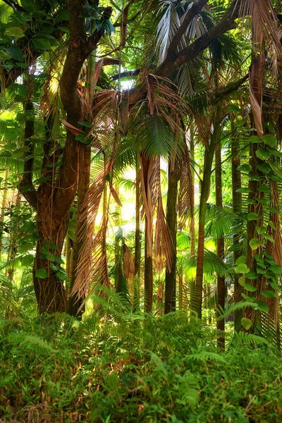 Scenic View Sun Rays Dense Forest Trees Hawaii Rainforest Exploring — Foto de Stock