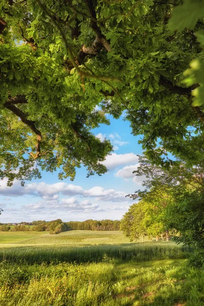 Scenic Landschap Van Een Rustige Groene Veld Met Bewolkte Blauwe — Stockfoto