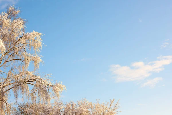 Tree Branches Covered Snow Winter Clear Sky Background Copyspace Frozen — ストック写真