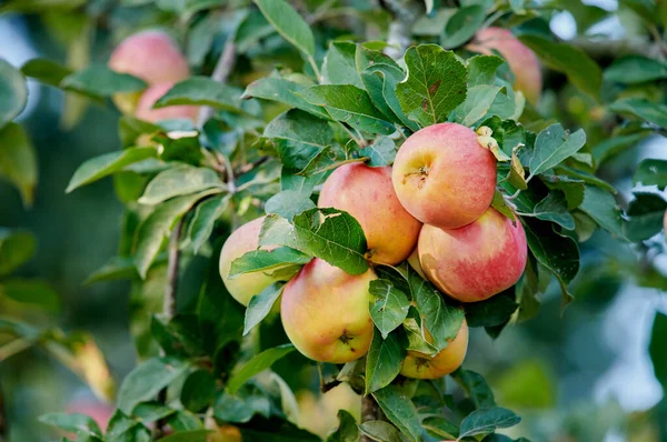 Érett Vörös Almák Csoportja Egy Zöld Levelű Fán Organikus Egészséges — Stock Fotó