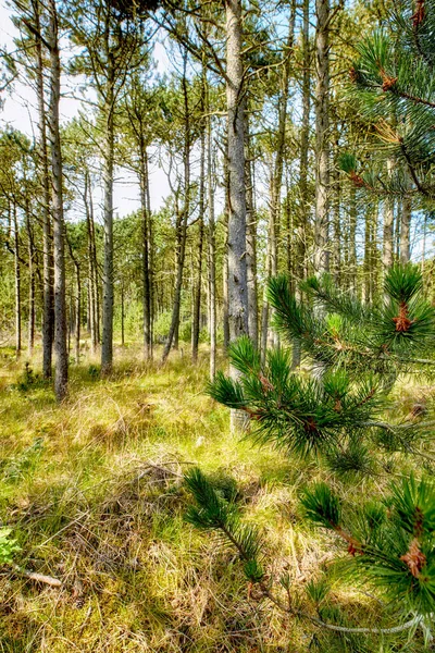 Pine and cedar trees in a wild forest in Sweden. Landscape of green vegetation growing in nature or in a secluded uncultivated environment. Nature conservation and cultivation of resin trees.