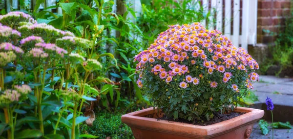 Flower Pot Pink Daisy Bush Flowering Lush Green Garden Spring — Foto de Stock