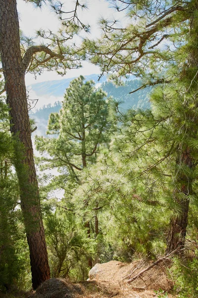 Beautiful Landscape Pine Forests Mountains Palma Canary Islands Spain Amazing — Foto de Stock