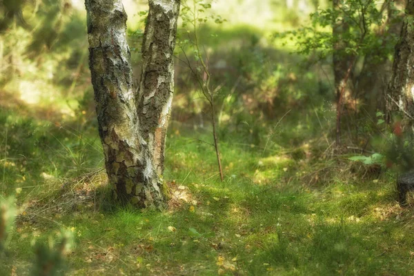 Krajobraz Jodły Cedru Lub Sosny Rosnących Cichych Lasach Szwecji Ochrona — Zdjęcie stockowe