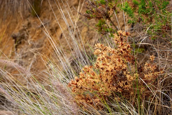 Widowscross Bitkilerinin Kavrulmuş Kahverengi Çiçeklerin Kayalık Bir Arazide Yetişen Fynbos — Stok fotoğraf