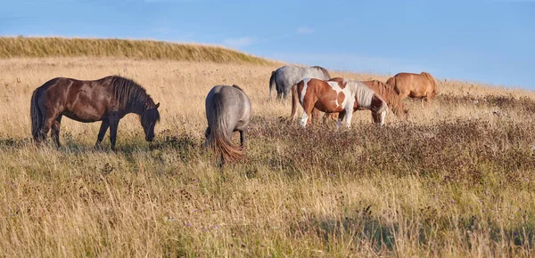 Ομάδα Harras Κουρέλι Stud Σειρά Από Άγρια Άλογα Έξω Βόσκηση — Φωτογραφία Αρχείου