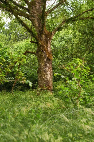 Tall and sturdy hardwood tree growing in a remote uncultivated green forest or lush countryside. Landscape of an overgrown, serene and tranquil woods. Discovering peace and quiet in mother nature.