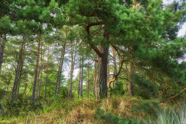 Bosque Verde Con Exuberantes Arbustos Hojas Pino Belleza Naturaleza Con — Foto de Stock