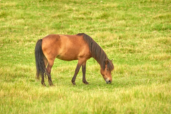 Brown Horse Eating Grass Meadow Countryside One Stallion Pony Grazing — Stockfoto