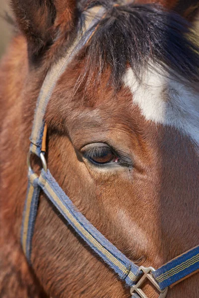 Closeup Portrait Brown Horse Harness Face Race Horse White Forehead — Stock Fotó