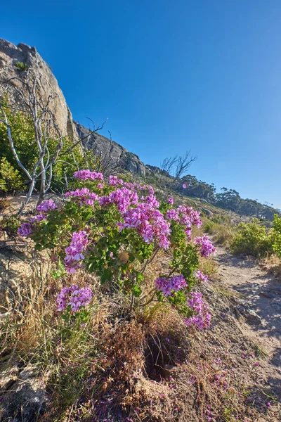 Copyspace with scenic landscape of Table Mountain National Park, Cape Town, South Africa. Pink wild flowers thriving on a mountainside against a blue sky. Nature has many species of flora and fauna.