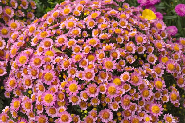 Closeup Pink Perennial Asters Blooming Blossoming Private Secluded Backyard Vibrant — Stockfoto