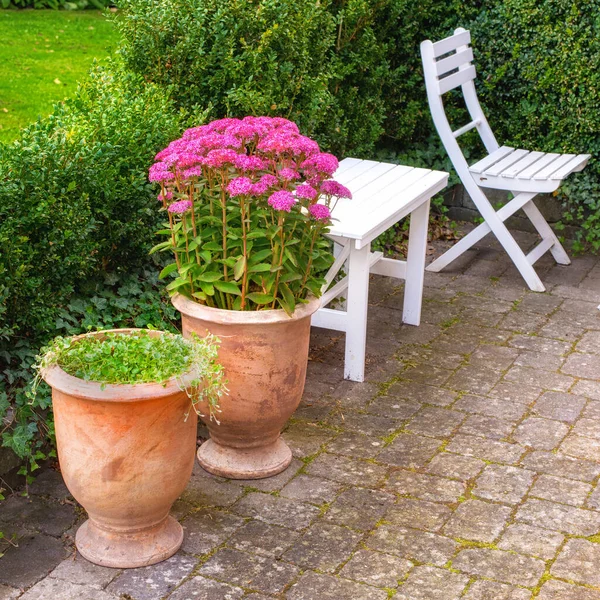 Vibrant Pink Orpine Growing Ceramic Pot Plant Secluded Private Garden — 스톡 사진