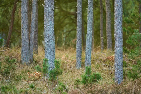 Prachtig Zomers Bos Met Dennenbomen Een Schilderachtig Uitzicht Hoog Dennenbos — Stockfoto