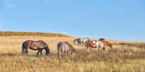 Team Harras Rag Stud Group String Various Wild Horses Grazing — Stock Photo, Image