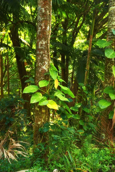 Landscape of forest details of a lush jungle in Hawaii, USA. Ecological life in remote location in nature with tropical trees, plants and scrubs. Calming morning in a peaceful and vibrant rainforest.