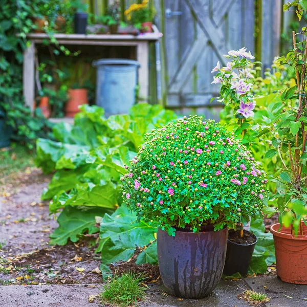 Pot Plants Flowers Backyard Gardening Area Summer Day Lush Green — Stockfoto