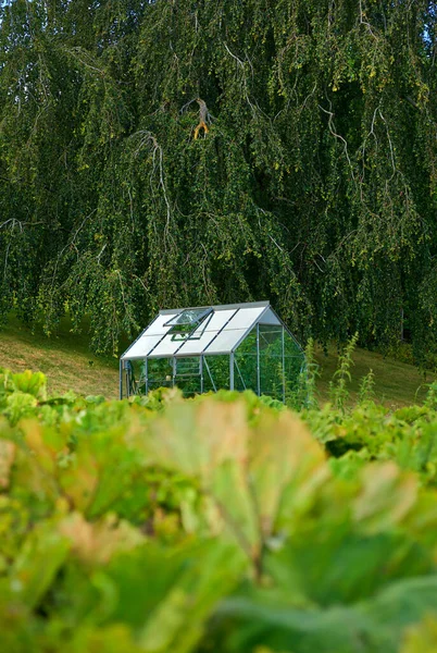 Organic Greenhouse Back Garden Open Windows Ventilation Conservatory Surrounded Green — Fotografia de Stock