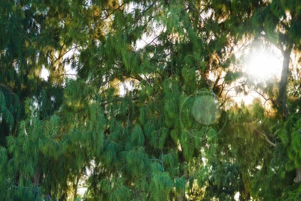 Jasne Słońce Świecące Przez Gęste Liście Drzew Zielonym Lesie Piękno — Zdjęcie stockowe