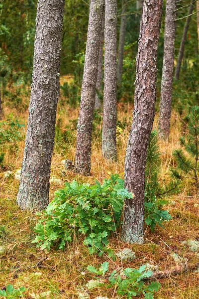 Сосны Диком Лесу Летом Пейзаж Различных Сосен Зеленая Растительность Кустами — стоковое фото