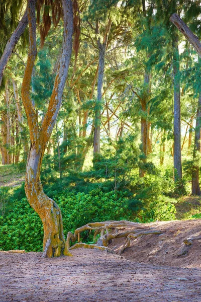Malowniczy Krajobraz Leśnych Szczegółów Dżungli Hawajach Usa Zdalna Lokalizacja Wzdłuż — Zdjęcie stockowe
