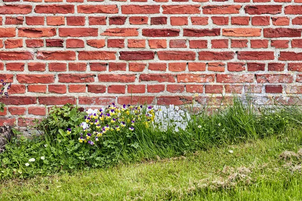 Close Wall Red Bricks Old Building Lush Green Grass Wild — Fotografia de Stock