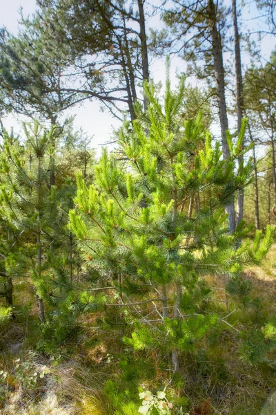 Groen Bos Met Weelderige Struiken Pijnbomen Schoonheid Natuur Met Kalmerende — Stockfoto