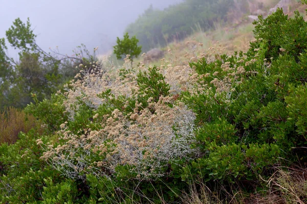 Closeup of scorched Fynbos growing on Lions Head in Cape Town. The aftermath of a devastating wildfire on a mountain landscape with copyspace. Thick smog air showing survived green bushes and plants.