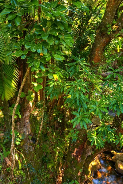 Tall Wild Tree Growing Green Forest Hawaii Usa Peaceful Rainforest — Stockfoto