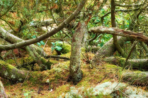 Bosque Verde Con Exuberantes Arbustos Musgo Hierba Belleza Naturaleza Con — Foto de Stock