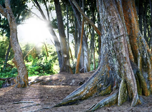Brillante Sol Que Brilla Través Una Selva Tropical Hawái Naturaleza — Foto de Stock