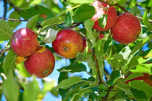 Tuoreita Punaisia Omenoita Kasvaa Hedelmäpuussa Kesäpäivänä Ulkona Terveet Luomutuotteet Roikkuvat — kuvapankkivalokuva