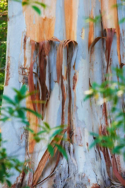 Closeup of a stripped bark off tree trunk in a forest at sunset. Peeling textures from the outer layers of a white bark tree. Details of a damaged silver tree in a remote woodland near hiking trail.