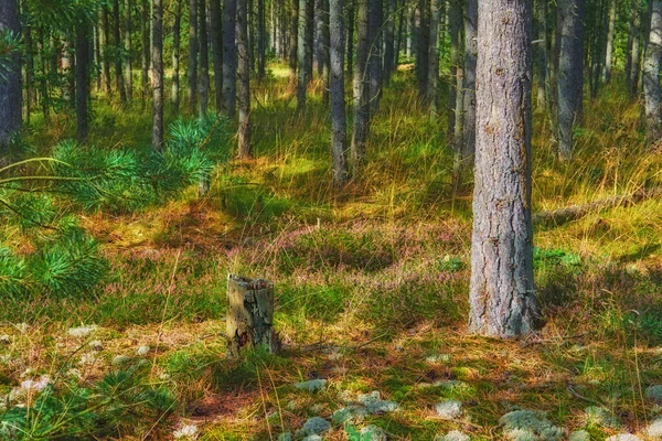 Ormanda Yeşil Ağaçlı Ormanlık Alan Manzarası Genç Meşe Ladin Ağaçları — Stok fotoğraf