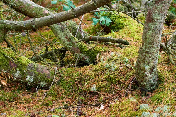 森林里的老松树 风暴过后倒下的松树或大风刮伤的松树 丹麦偏远自然景观中树干上生长的绿色苔藓或海藻 — 图库照片