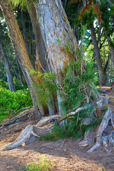 Tall Tree Wild Shoots Green Rainforest Hawaii Usa Sunny Day — Foto de Stock