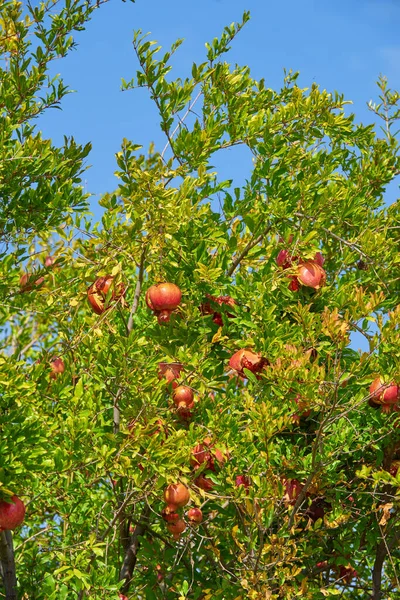 Granatapfelbäume Und Blätter Draußen Reife Saftige Früchte Einem Bio Garten — Stockfoto