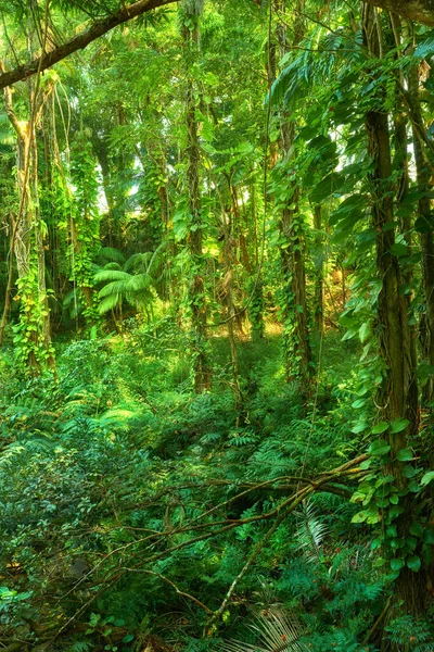 Trees Plants Growing Green Lush Jungle Hawaii Usa Harmony Nature — Stockfoto