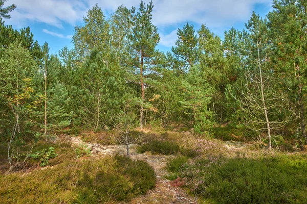 Prachtige Groene Pijnbomen Karpaten Bergen Oekraïne Aangename Ochtend Bergbos Landschap — Stockfoto