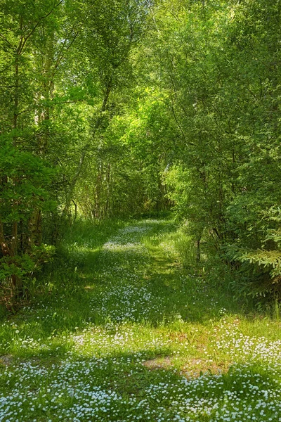 Meadow Flowers Bloom Green Grass Forest Background Small White Blooming — Stockfoto